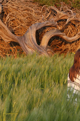 Naturel - Sofy Bee 01