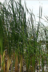 Sarah in Tall Grasses 09